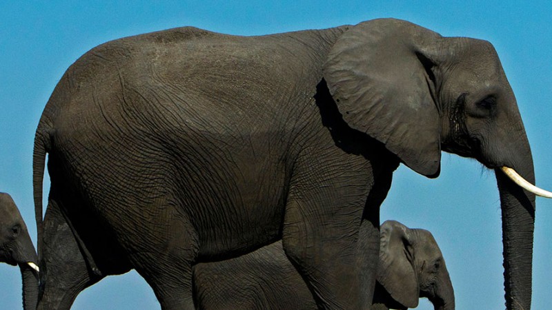 Botswana – A Jewel