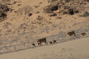 Lions-Hoanib-Skeleton Coast-Namibia