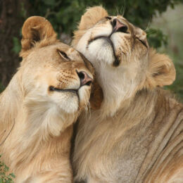 Amazing Tanzania - Serengeti Lions