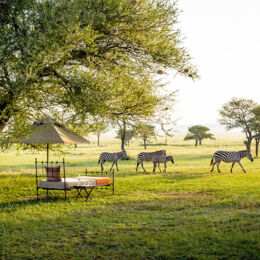 Luxurious relaxation in Tanzania - Singita Serengeti